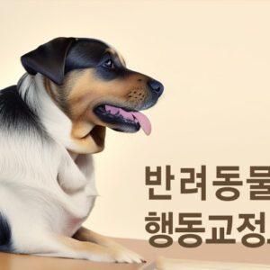 행동교정교육